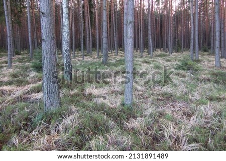 Similar – Image, Stock Photo buy a piece of forest?