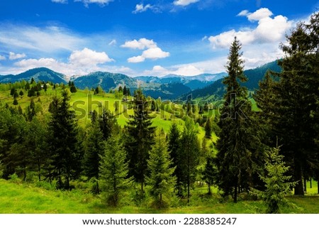 The pine forest is in the high mountains.