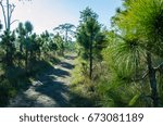 pine forest  hiking