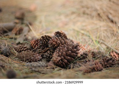 Pine Forest In Imogiri Bantul