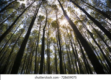 Pine Forest In Indonesia