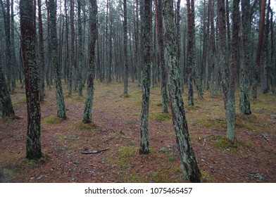 Pine forest in Kaliningrad - Shutterstock ID 1075465457