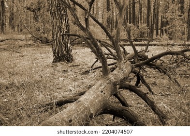 Pine Forest In Kiev Region. Nature Of Eastern Europe At Autumn