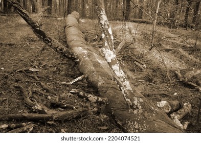 Pine Forest In Kiev Region. Nature Of Eastern Europe At Autumn