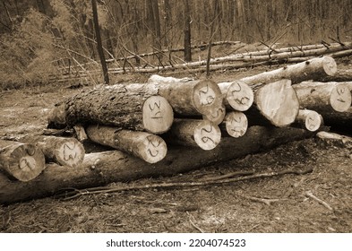 Pine Forest In Kiev Region. Nature Of Eastern Europe At Autumn