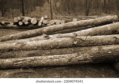 Pine Forest In Kiev Region. Nature Of Eastern Europe At Autumn