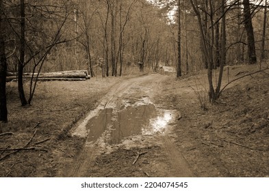 Pine Forest In Kiev Region. Nature Of Eastern Europe At Autumn