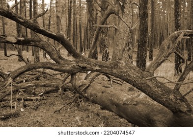 Pine Forest In Kiev Region. Nature Of Eastern Europe At Autumn