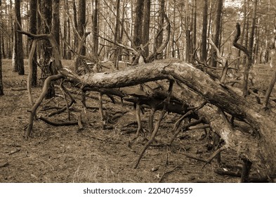 Pine Forest In Kiev Region. Nature Of Eastern Europe At Autumn