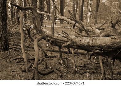 Pine Forest In Kiev Region. Nature Of Eastern Europe At Autumn