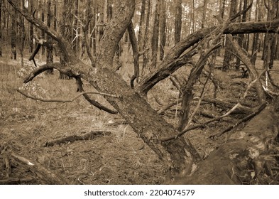 Pine Forest In Kiev Region. Nature Of Eastern Europe At Autumn