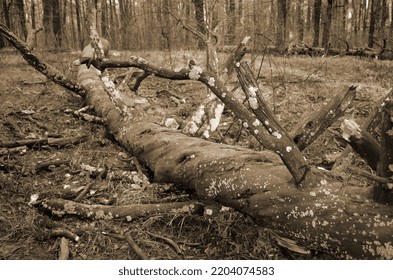 Pine Forest In Kiev Region. Nature Of Eastern Europe At Autumn