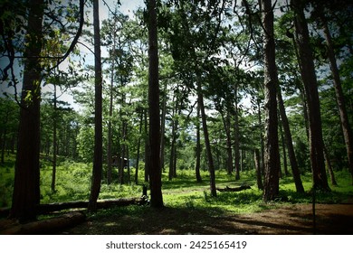pine forest in Lamdong Vietnam 