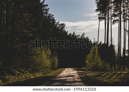pine forest in Latvia.  spring sunset version. Rocky country gravel road in forest leads deeper in woods. Coniferous woods with some small birches.	