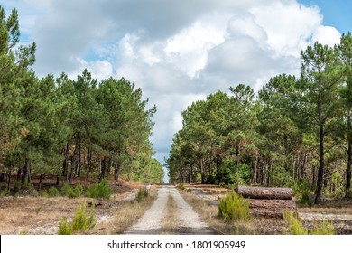 The Pine Forest In Le Porge, Near Lacanau In Médoc, France.