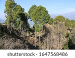 Pine forest- a light coniferous forest in which pine is the predominant tree. It distributed mountainous area between 600 and 2300 m. It is found  Bhutan north India Kashmir U.K.