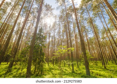 Pine Forest Low Perspective Wide Angle Panorama