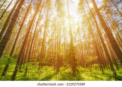 Pine Forest Low Perspective Wide Angle Panorama