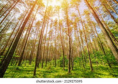 Pine Forest Low Perspective Wide Angle Panorama