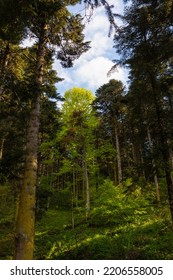 Pine Forest. Lush Forest View. Carbon Net Zero Or Carbon Neutrality Concept Vertical Photo.