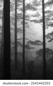 Pine forest in the mist.