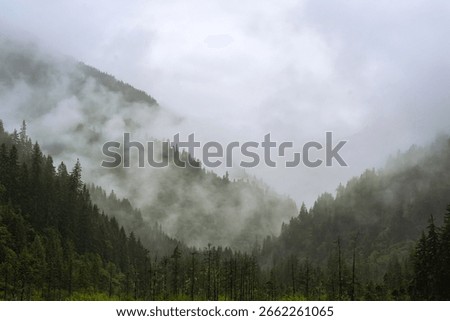Pine forest and mist on the mountain slope amidst nature.