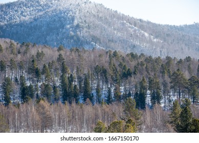 the pine forest with mountain