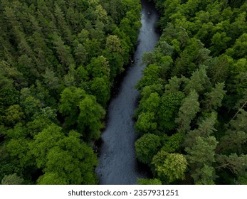 pine forest, mountain river, summer morning, green trees - Powered by Shutterstock