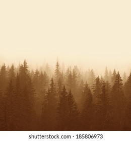 pine forest in mountains with fog 