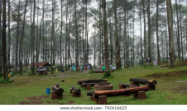 Pine Forest Lembang West Stock (Edit Now) 742616623