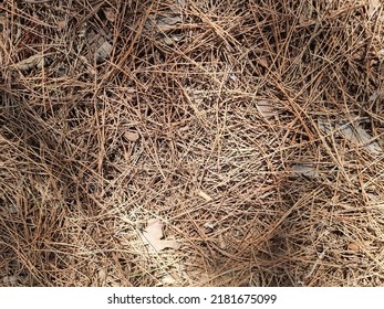 Pine Forest Needles Thick Carpet