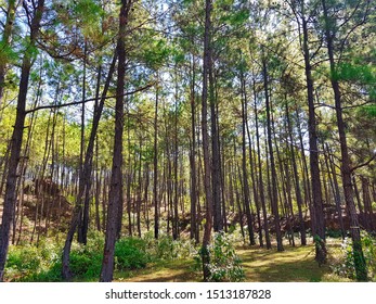 The pine forest often appears in high mountains. Has a sparse forest The important tree species of this forest are Pinus kesiya and Pinus merkusii.