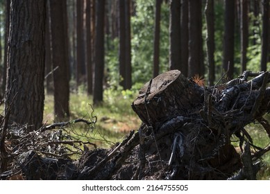 PINE FOREST - Old Pine Stump After Felling