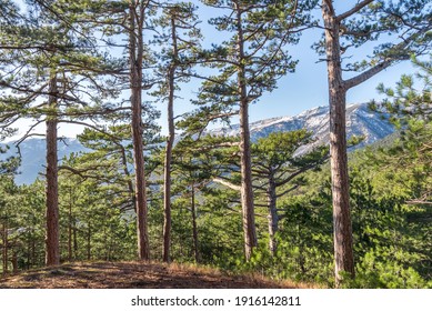 Pine forest on the background of snow-capped mountains
