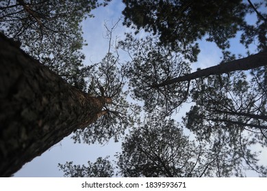 Pine forest on the mountain