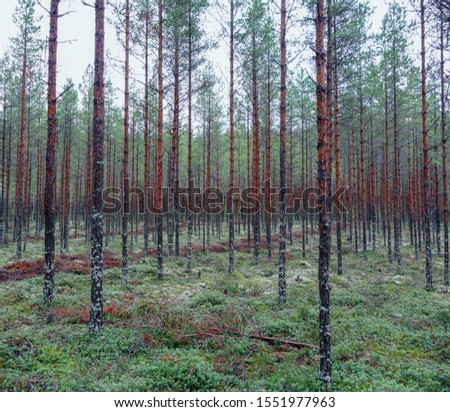 Similar – Image, Stock Photo buy a piece of forest?