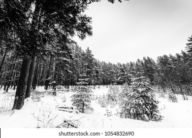 Pine forest on a snowy winter day. View from the hill. Russia, Europe. Beautiful nature. Christmas tree. Black and white tones. - Powered by Shutterstock