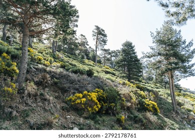 Pine forest on a steep hillside with yellow wildflowers