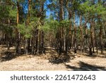 Pine forest on a sunny day in Poltava region of Ukraine