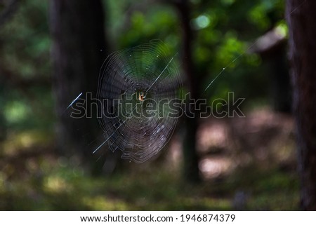 Similar – Foto Bild Einzelgänger Umwelt Natur