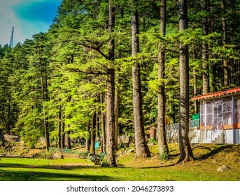 The Pine Forest Of Palampur