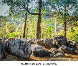 In The Pine Forest Of Palampur 