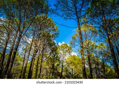 In The Pine Forest Of Palampur 