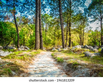 The Pine Forest In Palampur, India