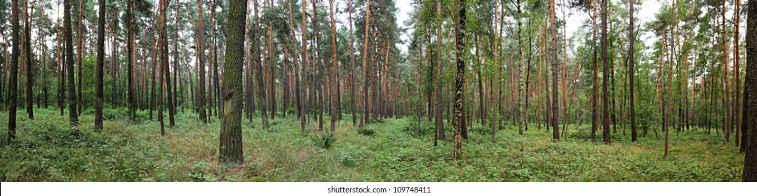 Pine Forest Panorama