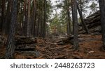 Pine forest path meanders through a landscape of rugged boulders and intertwined roots, where the earthy brown hues of the forest floor contrast the grey stone and the dark vertical lines of tree.