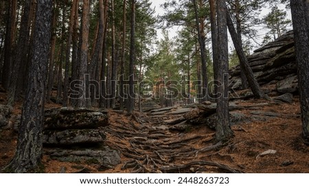 Pine forest path meanders through a landscape of rugged boulders and intertwined roots, where the earthy brown hues of the forest floor contrast the grey stone and the dark vertical lines of tree.