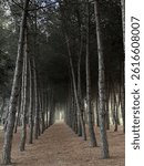 Pine forest path winding through aligned trees, forming natural woodland tunnel in Pineto, Abruzzo, verdant landscape surrounded by wilderness