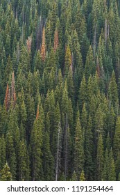 Pine forest pattern in the Rocky Mountains