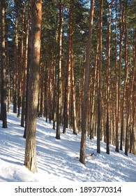 Pine forest (pinus sylvestris) on a bright snowy winter day - Shutterstock ID 1893770314